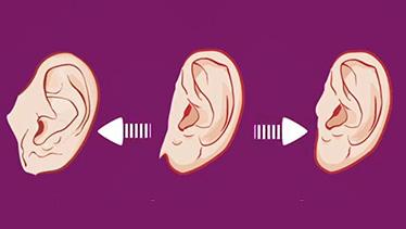 Форма мочки уха оказалась генетически сложным признаком | Генофонд РФ
